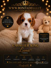 Cuccioli cavalier king