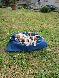 Cuccioli Jack Russell Terrier