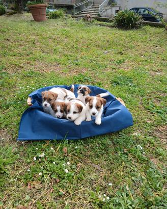 Cuccioli Jack Russell Terrier