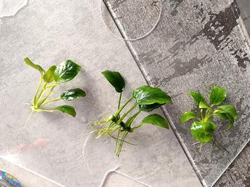 12 piante anubias barteri nana 