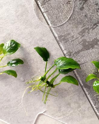 12 piante anubias barteri nana 