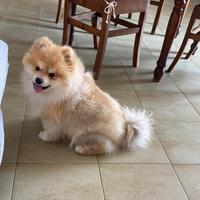 Volpino di Pomerania maschio per cucciolata