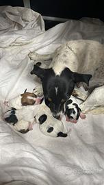 Jack Russell Cuccioli