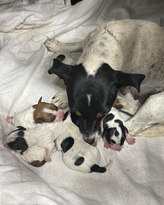 Jack Russell Cuccioli