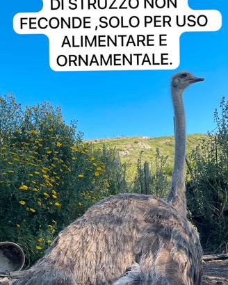 Struzzo/A