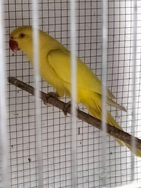 Parrocchetto dal collare