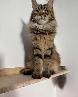 Maine Coon