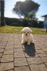 Barboncino Toy cucciolo