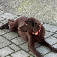 Labrador nano femmina color Chocolate
