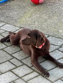 Labrador nano color Chocolate