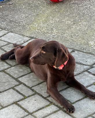 Labrador nano femmina color Chocolate
