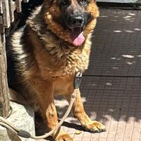 Pastore Tedesco per monta