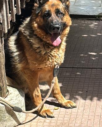 Pastore Tedesco per monta