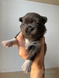 Chihuahua toy femmina pelo lungo blu e bianca