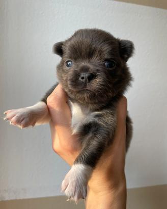 Chihuahua toy femmina pelo lungo blu e bianca