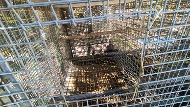 Gabbie per animali (uccelli)