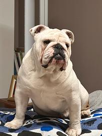 Monta di Bulldog inglese