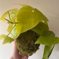Kokedama artigianale Philodendron Lemon Lime