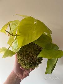 Kokedama artigianale Philodendron Lemon Lime