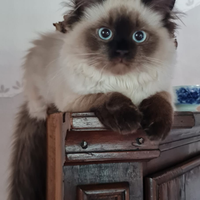 Himalayano/ sacro di birmania