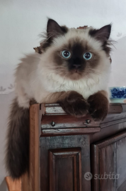 Himalayano/ sacro di birmania