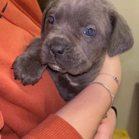 Cucciola di cane corso