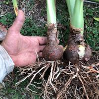 Bulbi di amarillis bianchi