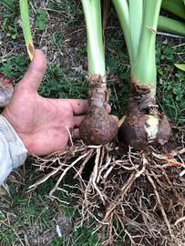 Bulbi di amarillis bianchi