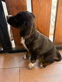 Cucciolo maschio