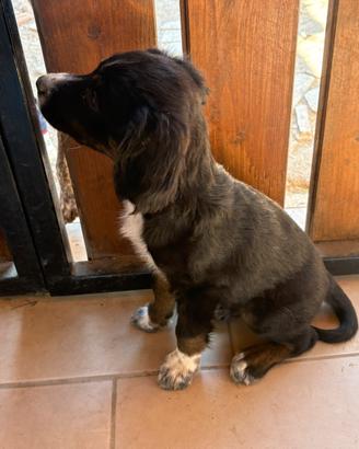 Cucciolo maschio