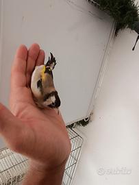 Cardellino nostrano