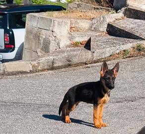 Cuccioli Pastore Tedesco altissima genealogia