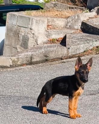 Cuccioli Pastore Tedesco altissima genealogia