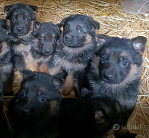 Cuccioli di pastore tedesco