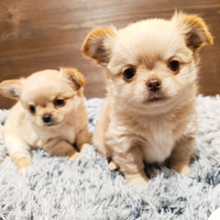Chihuahua pelo lungo maschi con pedigree