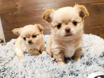 Chihuahua pelo lungo maschi con pedigree