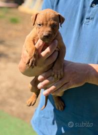 Cucciolo di american pitbull terrier