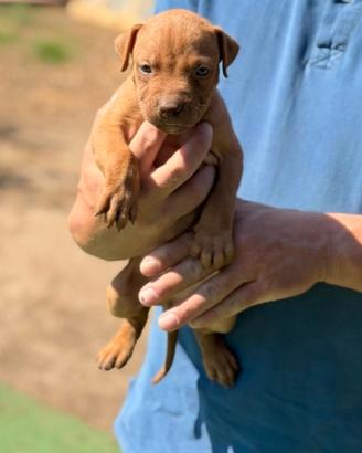 Cucciolo di american pitbull terrier