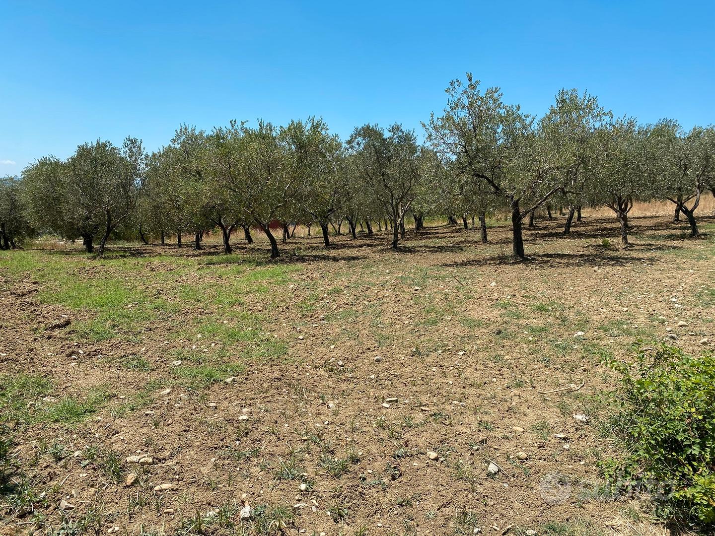 Terreno panoramico - Vista 5
