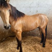 Fida cavallo castrone 5 anni