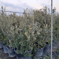 Leccio ed oleandro per siepi