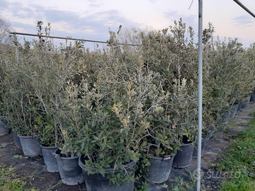 Leccio ed oleandro per siepi