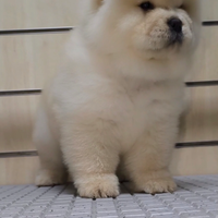 Chow chow con pedigree