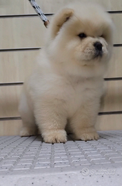 Chow chow con pedigree
