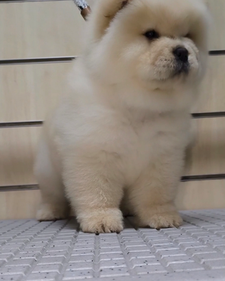 Chow chow con pedigree