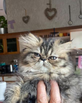 Gattina persiana
