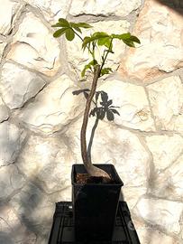 Pianta di corisia speciosa