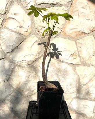 Pianta di corisia speciosa