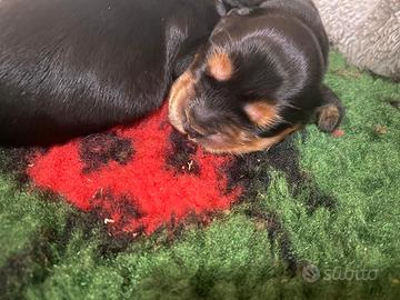 Cocker spaniel inglese