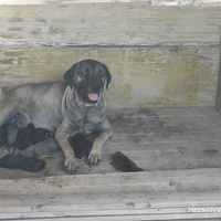 Cuccioli di cane corso